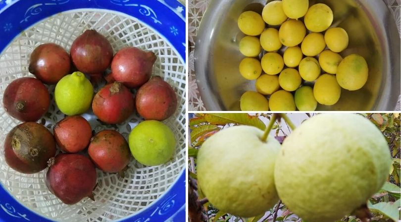 Gardening Expert's tips