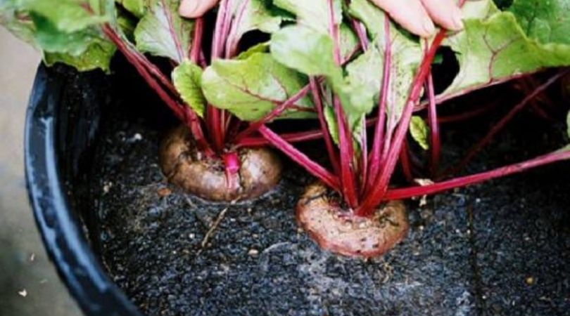 Grow Vegetables in December Grow Vegetables in December