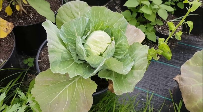 Grow Vegetables in December Grow Vegetables in December