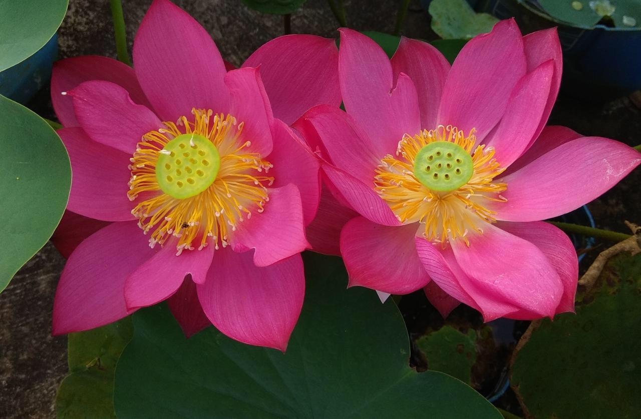 Kerala Nurse Growing Lotus Kerala Nurse Growing Lotus