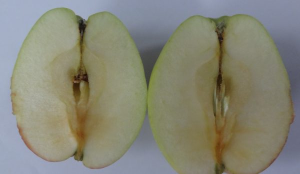 Hariman sharma Apple variety