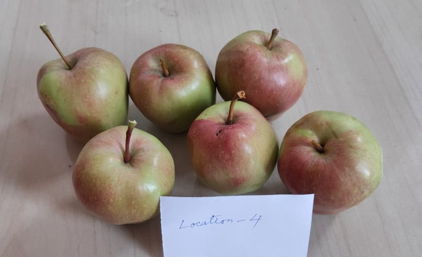 hariman sharma Apple variety