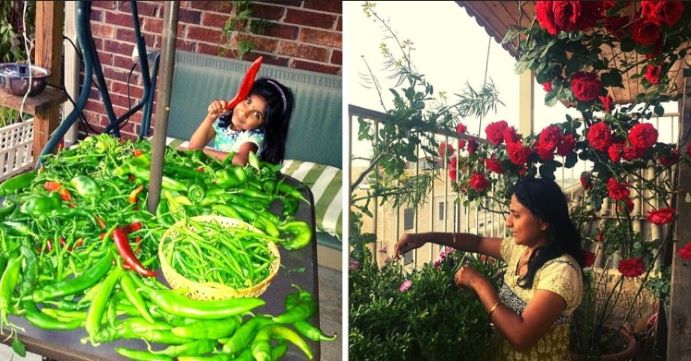 How to grow multiple veggies