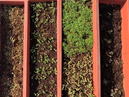 How to grow multiple veggies