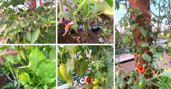 How to grow multiple veggies