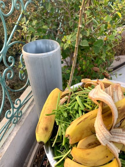 How to grow multiple veggies