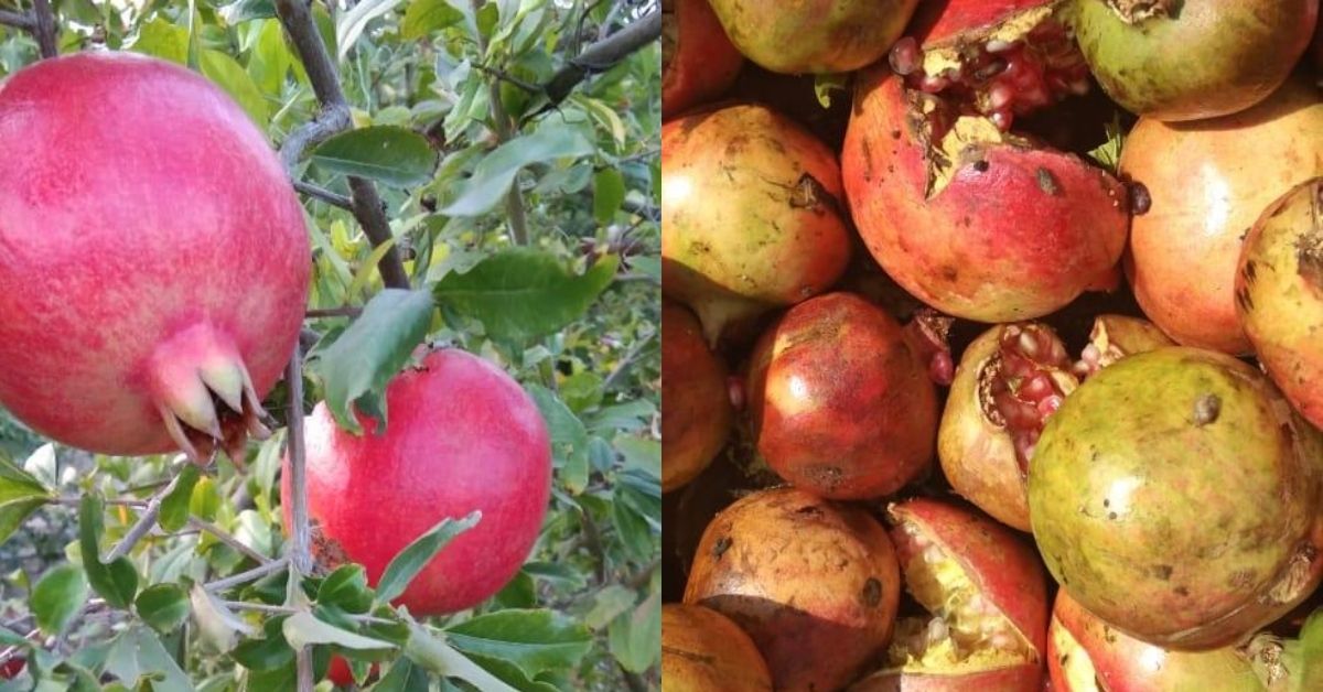 Pomegranate
