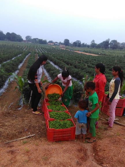 assistant professor farmer