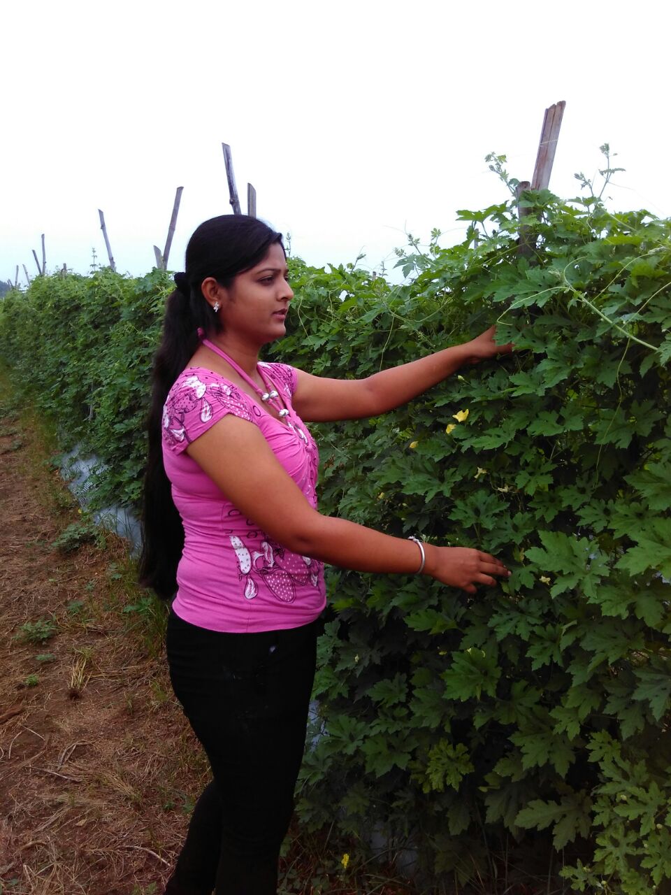 assistant professor farmer