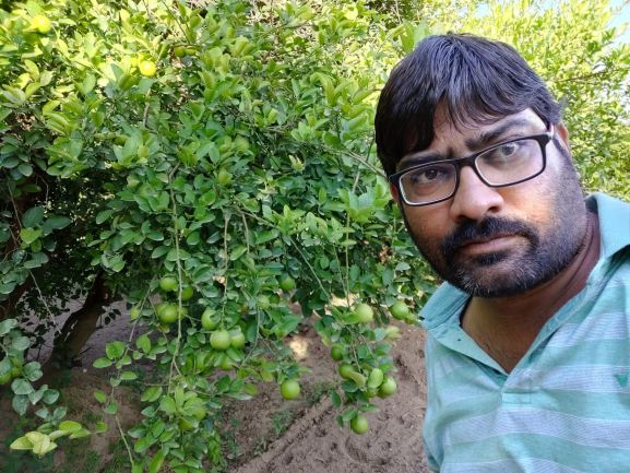 lemon farming