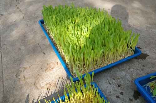 Innovation for Farmers