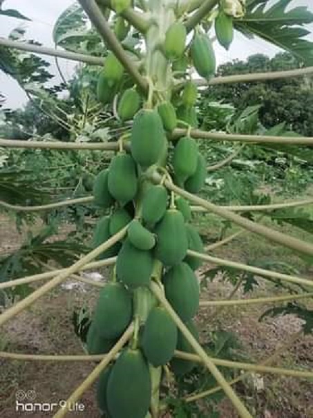 Agriculture Based Business Agriculture Based Business