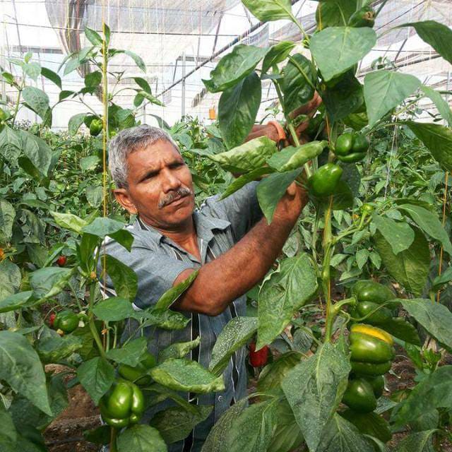 Ex-Army Man Turns Organic Farmer Ex-Army Man Turns Organic Farmer
