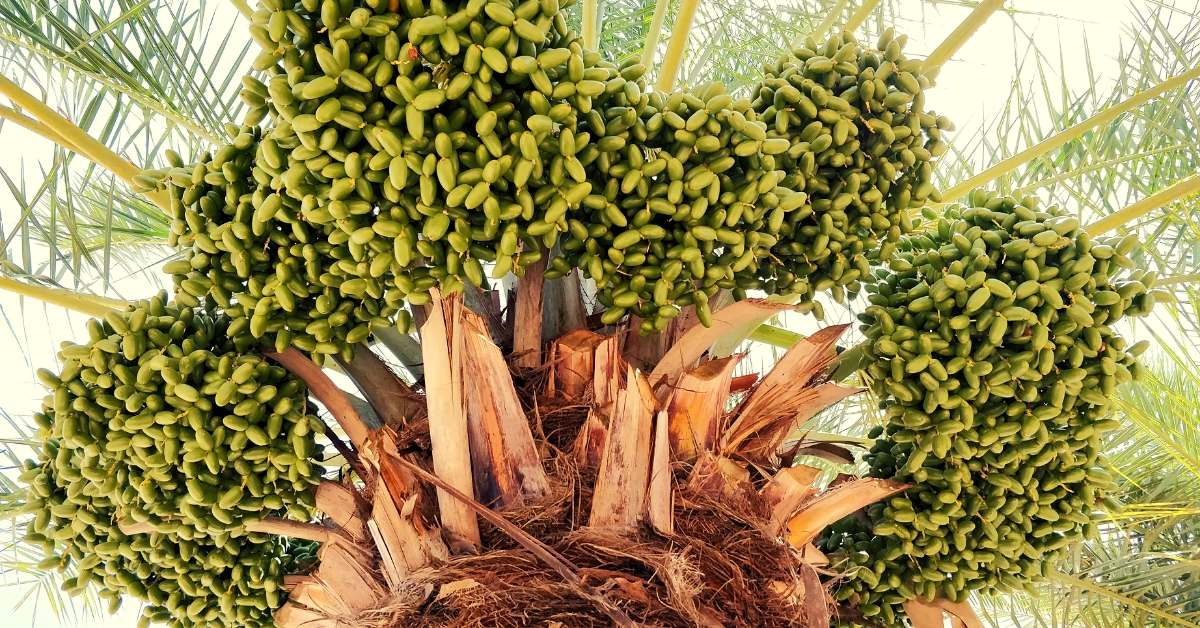 Palm Dates Date Farm in Bhuj