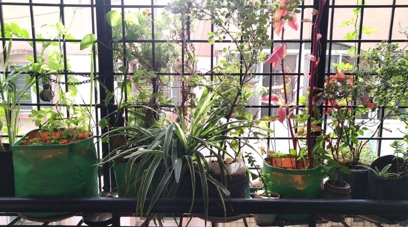 Balcony Gardening in Bengaluru Balcony Gardening in Bengaluru