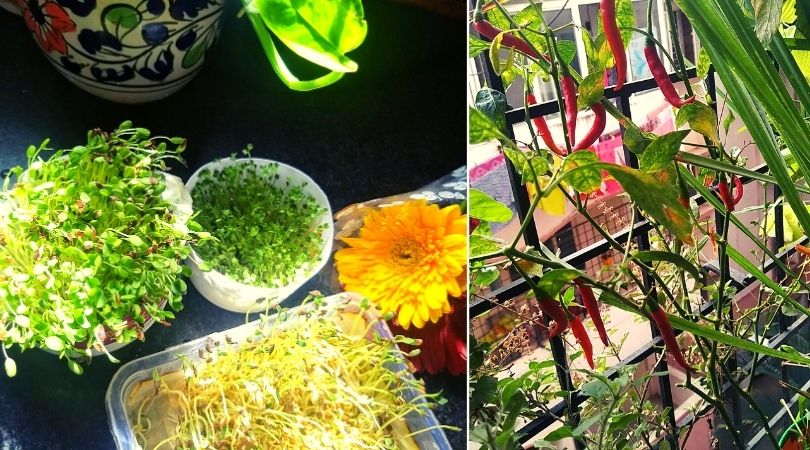 Balcony Gardening Balcony Garden