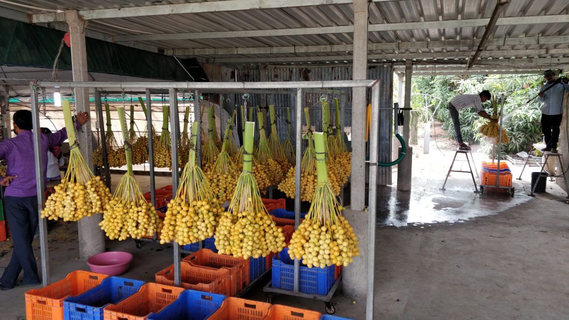 Date Farming in Gujarat Ishwar Pindoria from Bhuj