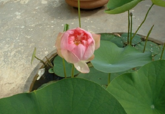 Grow Lotus Grow Lotus