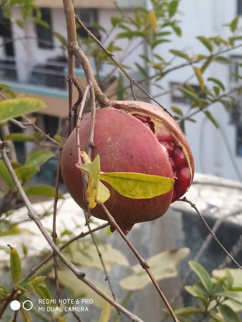 Terrace Gardening